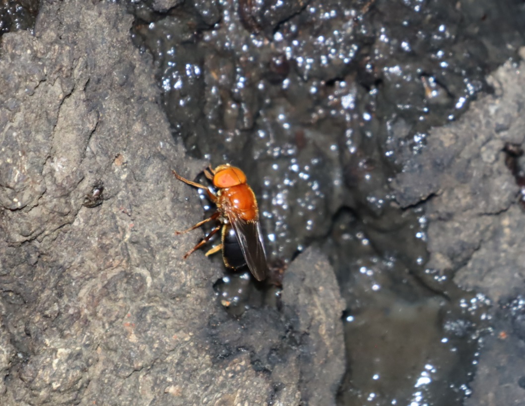 スズキベッコウハナアブ-広角_No7のクヌギ_クワガタ達のオアシス_2023年7月10日19時20分 気温30.8度